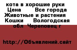 кота в хорошие руки › Цена ­ 0 - Все города Животные и растения » Кошки   . Вологодская обл.,Череповец г.